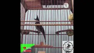 Ms104.gi&aacute; 2tr7 Bổi gi&agrave; 8 th&aacute;ng mới lột l&ocirc;ng rừng bộ đẹp liền chim nết chơi nhanh cầu.lh 0939759815