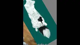 Speed digital drawing of a corgi