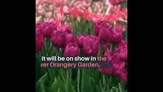 Royal Palace displayed over 100,000 Tulip flowers