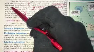 Temperature classification of animals | Mechanisms in Animals