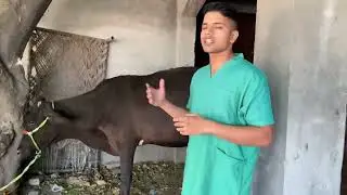 #tympany #apharaa #impaction #cow #gas #rumen #operation #vet #surgeon #cat #pets #baffalo #animals 