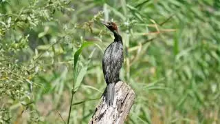 Pygmy Cormorant (Microcarbo pygmaeus) - Skadarsko Jezero near Karuč (Montenegro) 20-7-2016