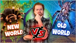 OLD WORLD vs NEW WORLD Tarantulas: Which is BETTER?