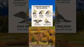 SIGNIFICADO DE GESTOS DA CALOPSITA#calopsita #calopsitas #calopsitasmansas #cockatiel #calopsitalove
