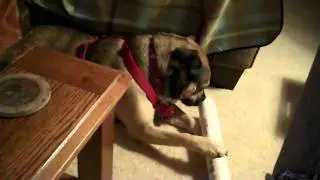 Dog vs. Mailing tube ( an Average Gay Vlog short)