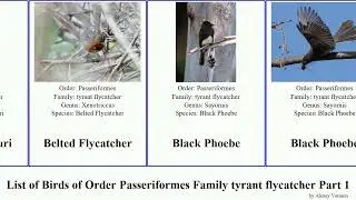 List of Birds of Order Passeriformes Family tyrant flycatcher Part 1 tyrannulet bearded tyrants
