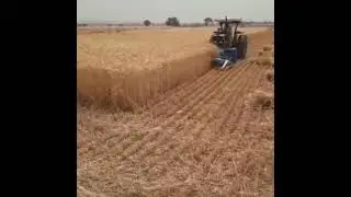 wheat harvesting in punjab#nature #asmr #youtubeshorts