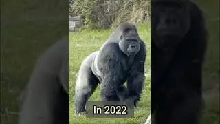 2022 gorilla and 8000 bce// mythology King PS// #shorts#viral#trending#video#youtubeshorts