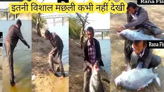 Giant Fish from River | आज का सबसे बड़ा शिकार 🎣 #viral #trending #video #fish #viralvideos 