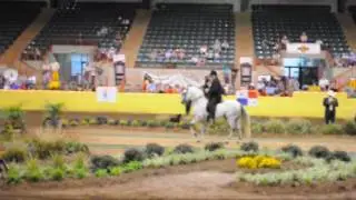 2009 Coraje PFHA RESERVE Grand National Champion A/O Fino Stallion