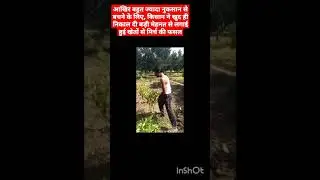 Recent heavy rain damaged crop of farmers in India