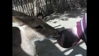 Ron getting his head licked by a deer
