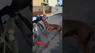 LA GASOLINA ⛽ DE PAP&Aacute;! #perros #perrosgraciosos #perroslindos