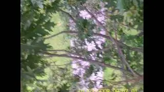 Tree landing