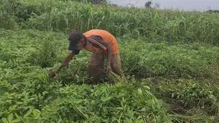 AMAZING! A SMART WAY TO HARVEST PEANUTS BY UPLOADING THEM WITHOUT ANY TOOLS! - Agriculture Farming