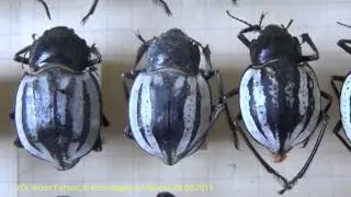Unique Collection: Darkling Beetles, Tenebrionidae, in Kiev, Ukraine Киев, Украина