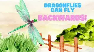 Did You Know - DRAGONFLY || Learning Video for Kids || Fun Fact Kids Video