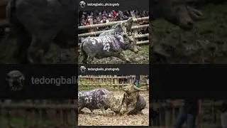 Swing 27 To'Pattung Group 🔥 2 #kpts #bull #tedongsilaga
