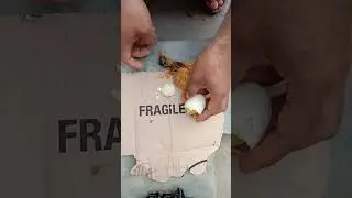hatching a duckling #farmingconcept #hatchingduckling#duckling#ducks
