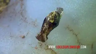 Hamino&eacute; exigue - Haminoea exigua - Etang de Thau - www.loeilduplongeur.com
