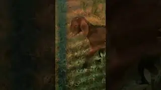 My 2 month baby goat 🐐#viral #video #shorts #goat #animals #baby