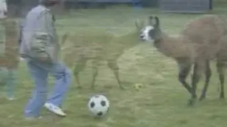 Soccer-playing llama shows improved passing