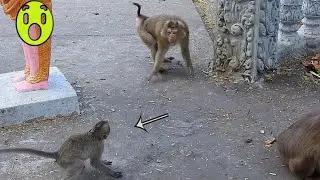 Tiny baby Emily screams loudly angrily to big pigtail monkey- Baby Emily scares nothing