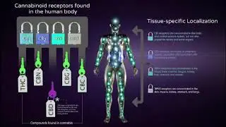 How cbd works