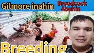 Gilmore hen abuhin Rooster Breeding