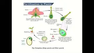DOUBLE FERTILIZATION IN PLANTS