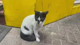Omg i found batman cat 🐈 small vlog at burjaman