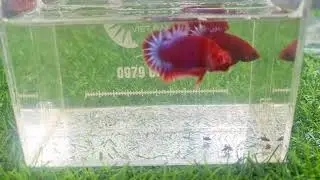 #RedFancy #RedFancyStarTail