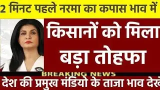 नरमा कपास के भाव में कई दिनों से लगातार बढ़ोतरी देखने को मिल रही, जाने आज कितना चल रहा मंडी भाव