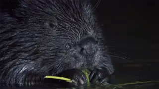 Ночная жизнь бобров. Beaver nightlife.Castor fiber