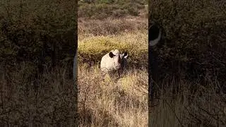 Rhino Clash in the Wild &ndash; Power vs Power! #shorts #shortvideo