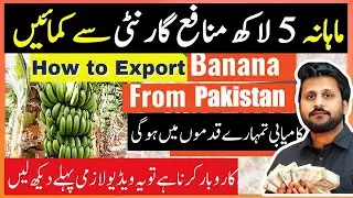 How to export banana from Pakistan || banana export business || #importexportbusiness