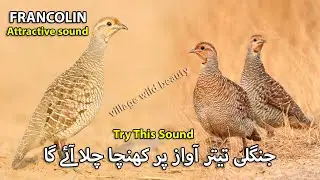 Teetar ko Attract karny wali Awaz | Francolin Attractive Sound | Partridge Voice for Hunting
