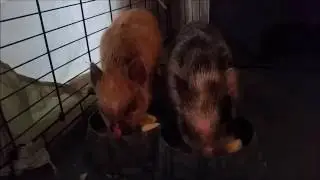 Cute baby Juliana Mini Painted Pigs running around the house