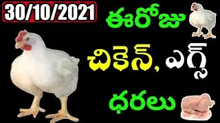 Today Chicken Egg rates in Andhra Pradesh and Telangana -Chicken rate today 30/10/2021