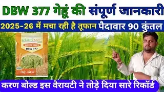 DBW 377 'करण बोल्ड गेंहू की सम्पूर्ण जानकारी| dbw 377 wheat variety | gehun ki kheti | DBW 377