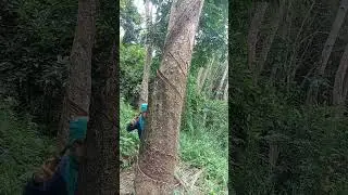 making a latex from rubber tree