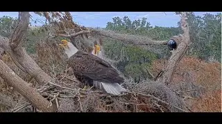 Winter Park Eagle Cam on 1/15/26 Dad comes in with food and was chased alerting calls