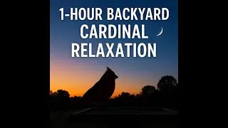 Cardinal Watch: One Hour of Peace | Relax to Backyard Birdsong