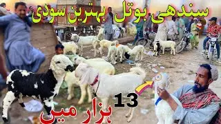 Sindhi Hotel Bakra Mandi Latest Update | 26 - December - 2025 | Bakra Mandi Karachi2025 |Bakra Mandi