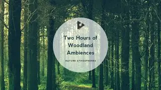 2 Hours of Woodland Ambience | Nature Atmospheres | Lullify &infin; 276