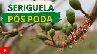 VEJA A PRODUÇÃO DO PÉ DE SERIGUELA APÓS A PODA   Compramos Mourões Tratados pra Roça