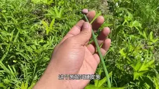 今天运气太好了，发现了野生大葱，已经开始打籽了，成熟了来采点