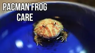 COMPLETE PACMAN FROG CARE (guide and tutorial)