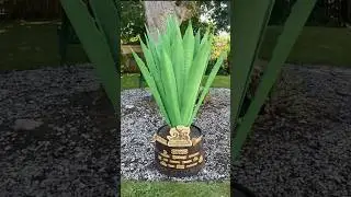 Maguey de Arte Mexicano en Canad&aacute; | 215 A&ntilde;os de Independencia de M&eacute;xico #mexico #canada