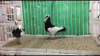 Scandaroon Pigeon Breeds 2018